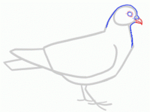 Jak namalovat holub v tužce krok za krokem 22
