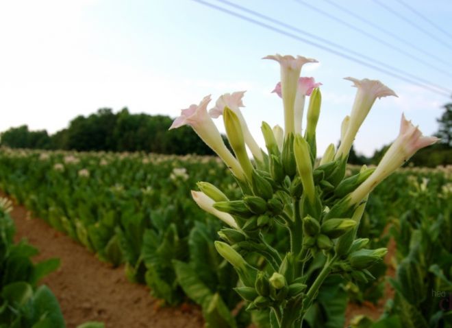 نظام زراعة التبغ