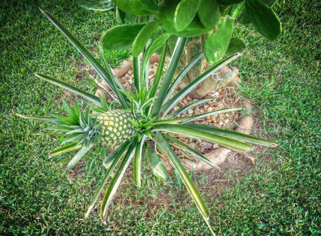 如何在家种植菠萝