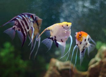 ما أسماك الحصول على جنبا إلى جنب مع guppies2