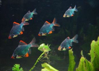 أي نوع من الأسماك تتوافق مع guppies4