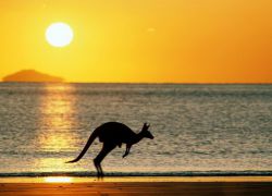 Кои животни живеят в Австралия