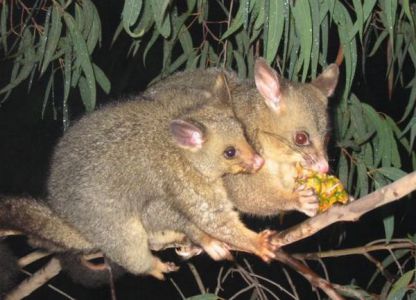 Která zvířata žijí v Austrálii 3