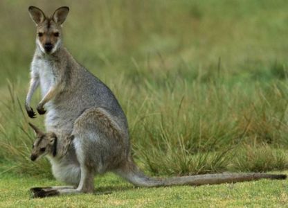 Která zvířata žijí v Austrálii 8