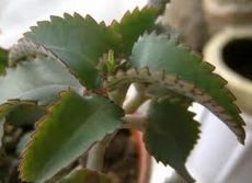 Kalanchoe للأطفال