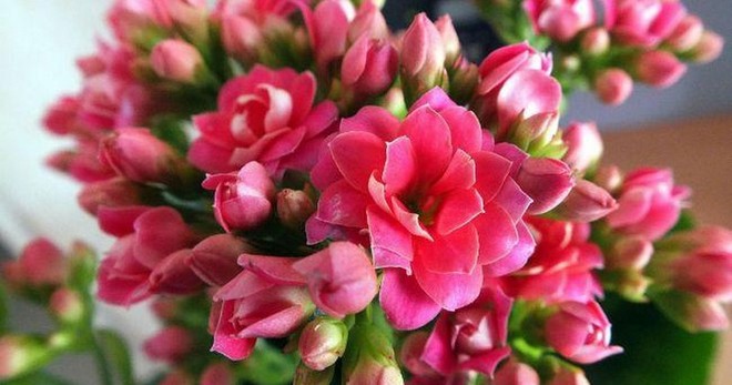 Kalanchoe Kalandiva - 护理的有用提示