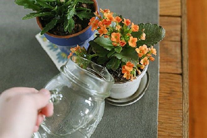 如何给Kalanchoe Kalandiva浇水