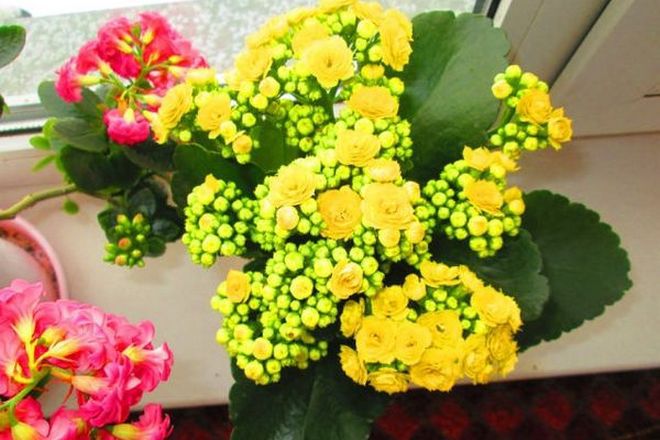 如何做一个Kalanchoe Kalandive开花