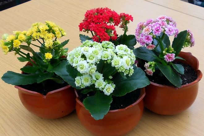 Kalanchoe Kalandiva的类型