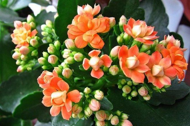 Kalanchoe blossfeld kalandiva