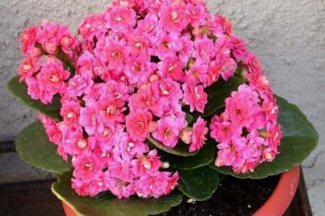 calanchoe calandiva mini