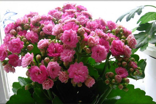 Kalanchoe kalandi在家照顾