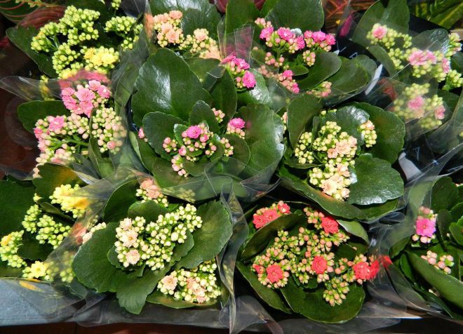 Kalanchoe Kalandiva不开花