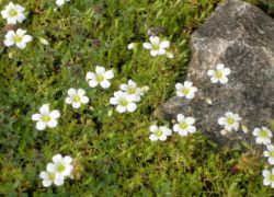 saxifrage من البذور