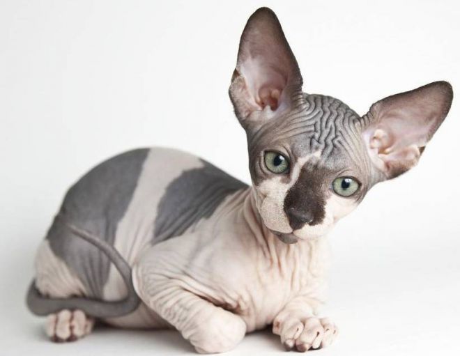 محتوى الكندي Sphynx