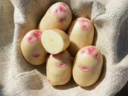 bramborový picasso odrůdový popis