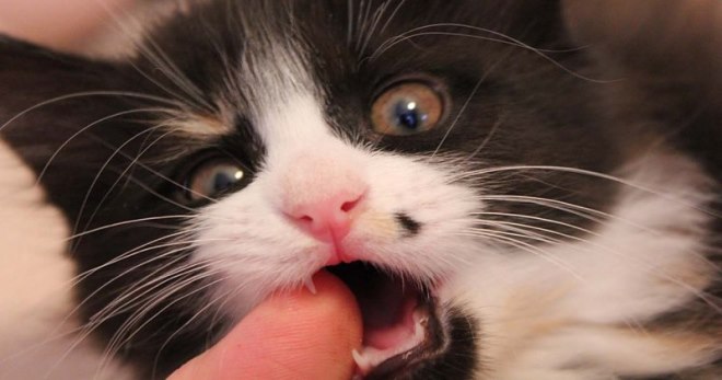 Když koťata mění zuby - jak zajistit správnou péči?