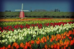 Když v Holandsku kvetou tulipány