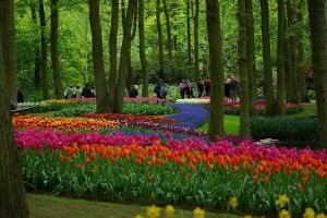 Když tulipány kvetou v Holandsku