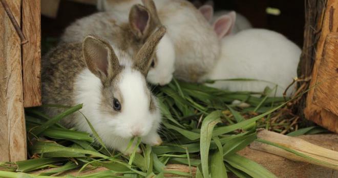 Kokcidióza u králíků - účinné metody léčby a prevence