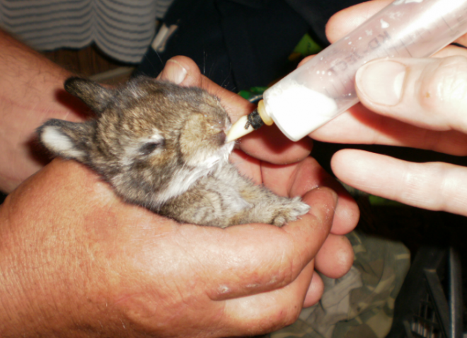přípravky k léčbě kokcidiózy u králíků