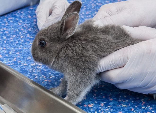 kokcidiosis při léčbě králíků