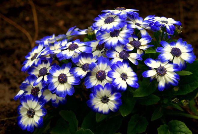 Cineraria - transplantace po koupi