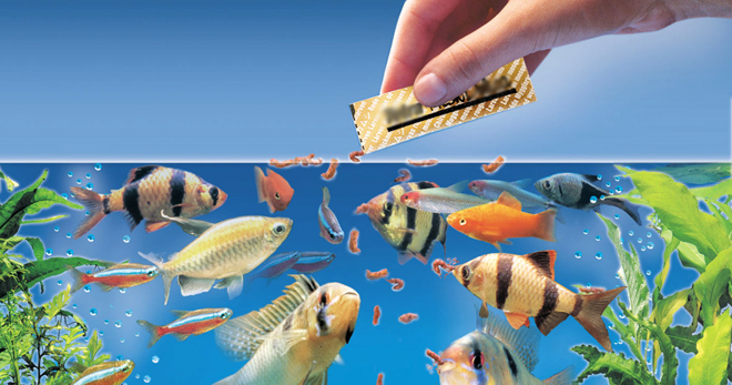 Храни за аквариумни риби - основните правила за избор на диета