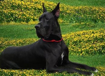 Royal Great Dane Black