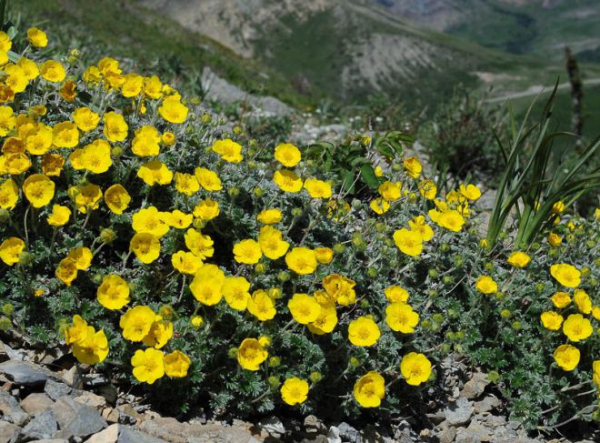 تغذية cinquefoil