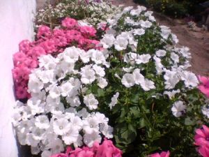 Lavatera هو perennial8