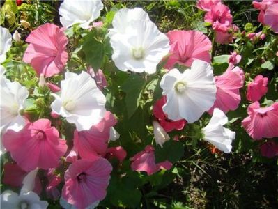 Lavatera هو perennial4