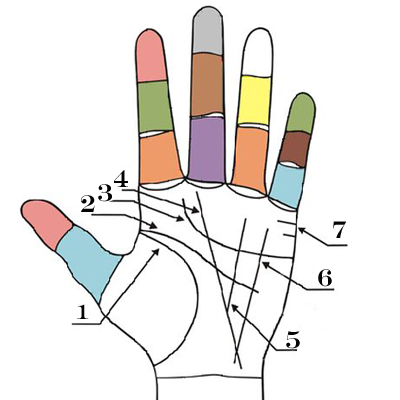 какви са линиите на дланта на лявата ръка