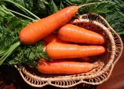 най-добрите сортове моркови