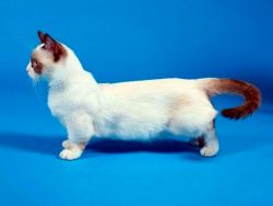 Nejmenší kočka na světě