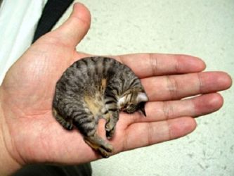 Nejmenší kočka na světě12