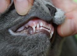 Котките променят ли зъбите си?