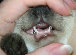 промяна на зъбите при котки 1