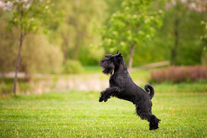 التنشئة وتدريب schnauzer