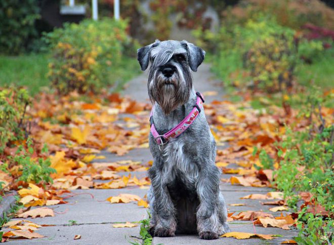 mittelschnauzer تولد القياسية