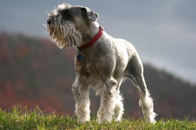 شخصية mittelschnauzer