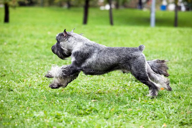 Mittel Schnauzer في صيانة الشقة والعناية بها