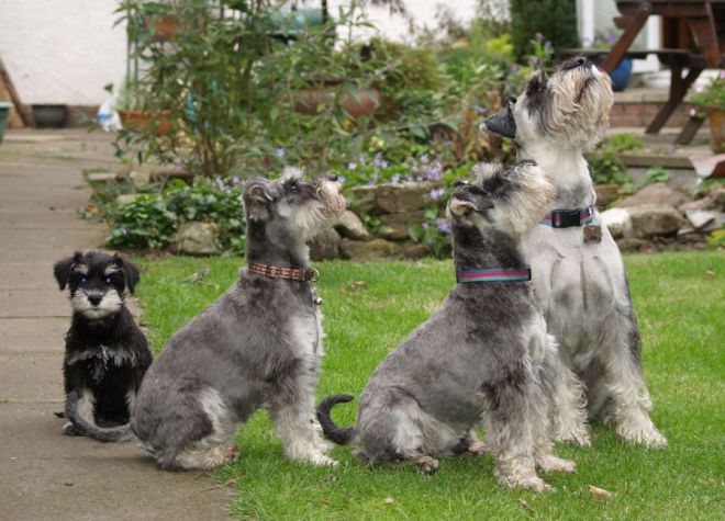 الرعاية mittschnauzer