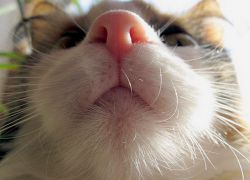 Mokrý nos v kočce