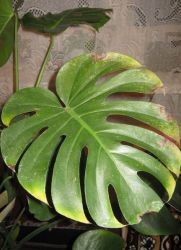 أوراق صفراء monstera