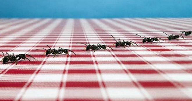 Mravenci v bytě - nejúčinnější prostředek pro domácí mravence v bytě