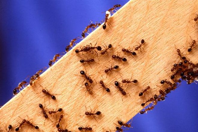 hnědé mravence v bytě