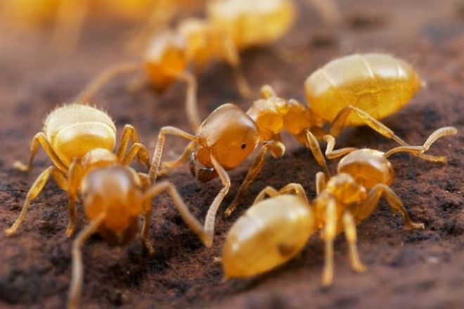žluté mravence v bytě