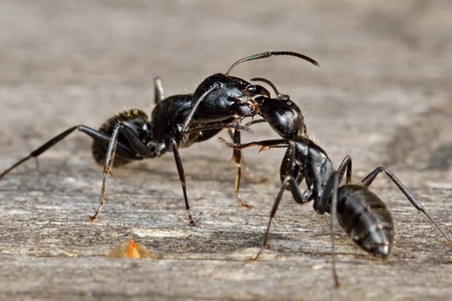 černé mravence v bytě