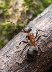 aplikace kyseliny mravenčí